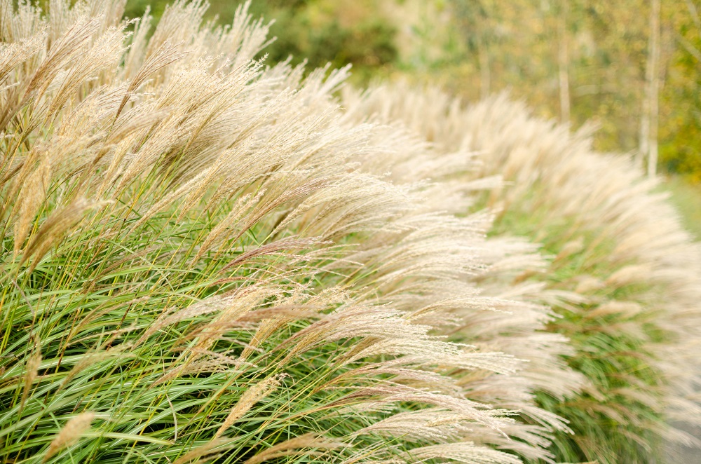 Plante de miscanthus